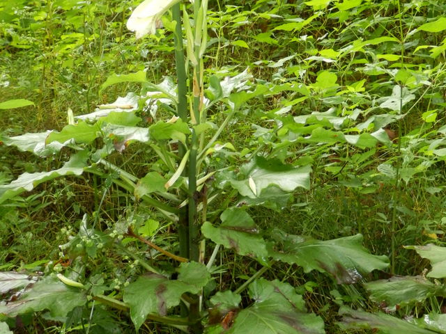 �{���ɑ傫�ȃI�I�E�o����_�P�쌹�����R�T���� �i�P�쌹���E�e�C�����j