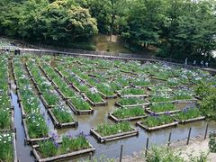 ܂܂̖{̉Ԃ傤Ԃւ̓eʐ^1