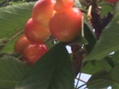 ݂񂳂̍όʎւ̓eʐ^1