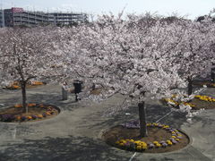 ݂΂񂳂̂Lւ̓eʐ^1