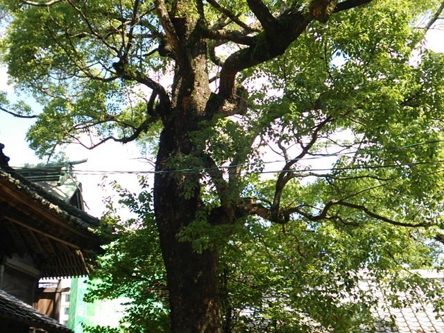 �q�a�E�̌�_�؁B_�L�ʕP�_��