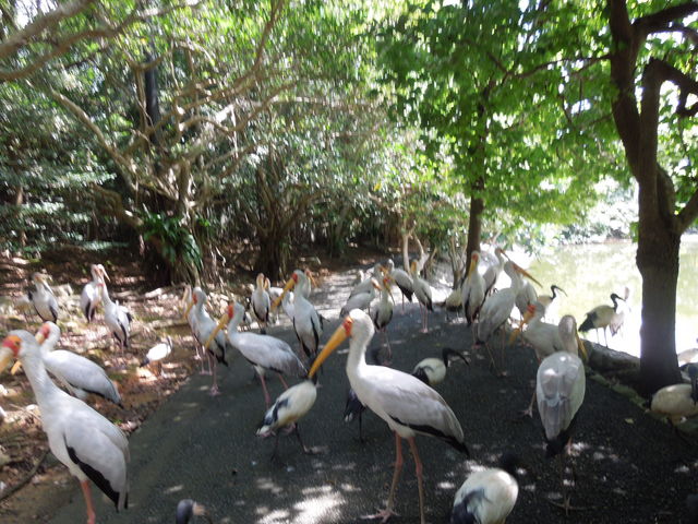 �l�I�p�[�N�I�L�i��