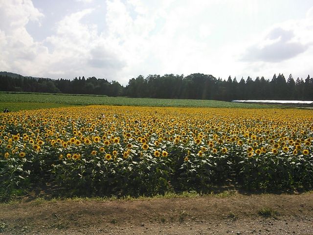 ���ꂢ�ł���_�Ó�Ђ܂��L��