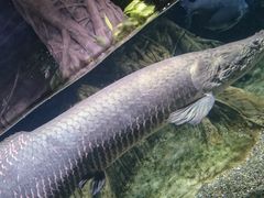 ܂񂳂̐EW ANAggӂւ̓eʐ^1