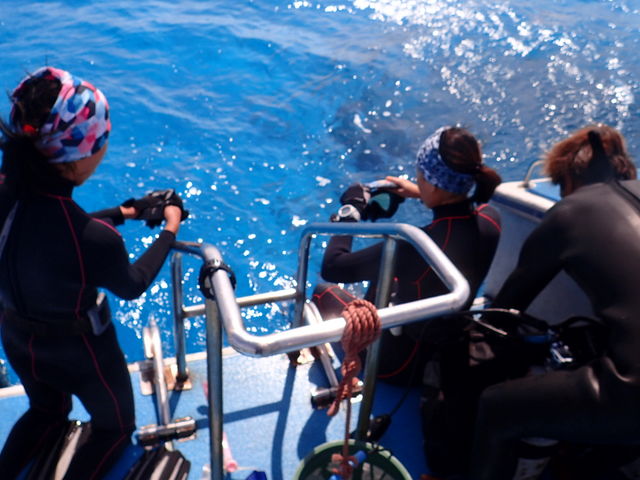 �Ƃł��ǂ��ȑD�B_�_�C�r���O�T�[�r�X�ɊC