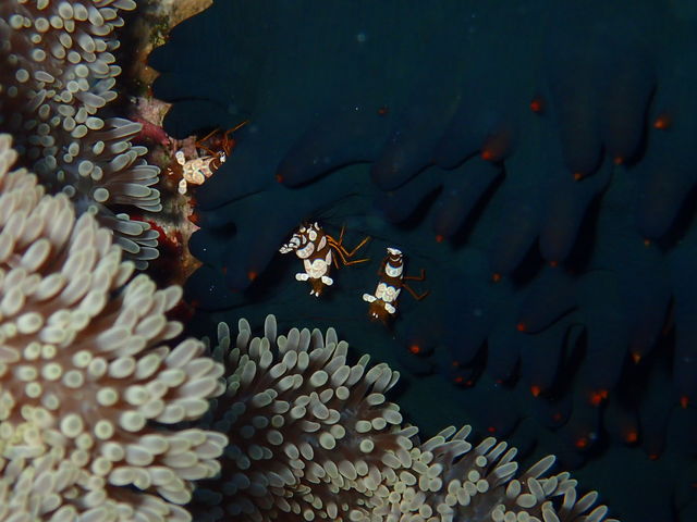 �������ȉڂł��B_�_�C�r���O�T�[�r�X�ɊC