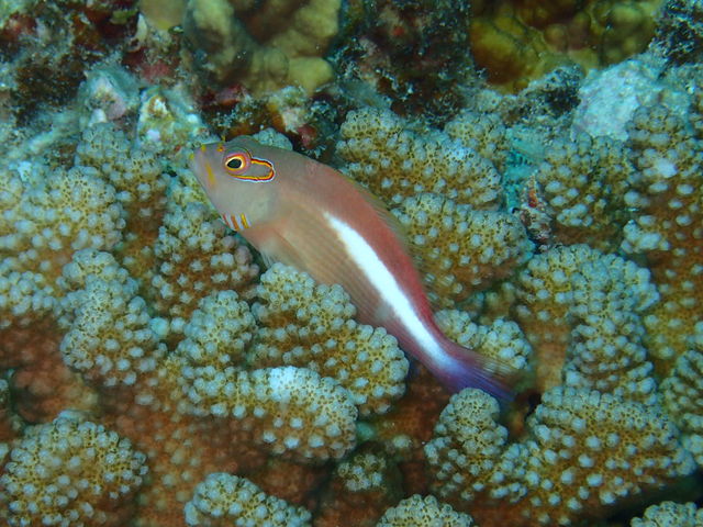 �Y��ȋ��B_�_�C�r���O�T�[�r�X�ɊC