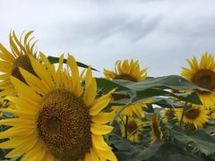 rimonai̍ԎsЂ܂蔨ւ̓eʐ^1