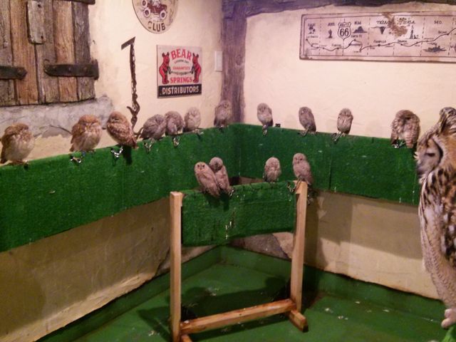 �t�N���E��_���̂���J�t�F��ʖؓX