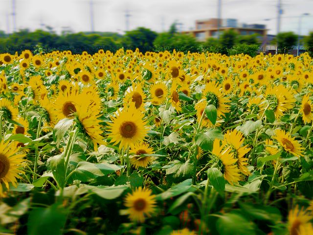 s̕Ћ̂Ђ܂蔨_ԎsЂ܂蔨