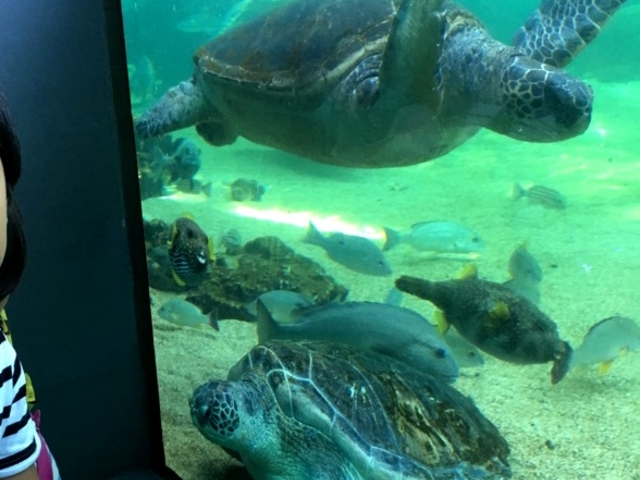 �C�T���I_���l�E���i���V�[�p���_�C�X