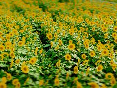 Hirotan̍ԎsЂ܂蔨ւ̓eʐ^1