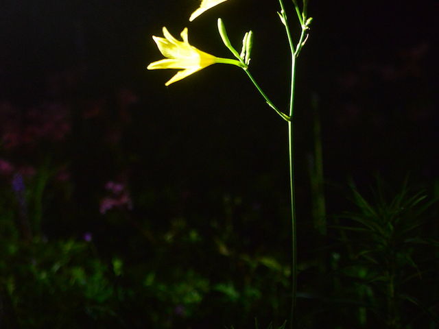 �ʐ^�Əd���搶�ɂ��J�����u��_���n�ܗ��G�X�J���v���U