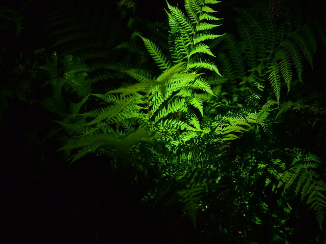 ��̍��R�A�������U��_���n�ܗ��G�X�J���v���U