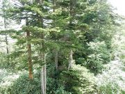 w-masa̒̒r̃RcK̓eʐ^2