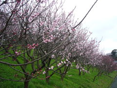 񂿂񂳂̂񂸂̗^ւ̓eʐ^1