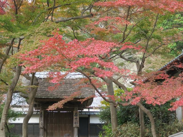 �~�o���̍g�t_�~�o��