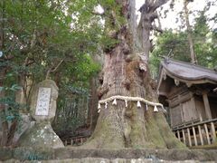 本当に大きい 大杵社の大杉の口コミ じゃらんnet