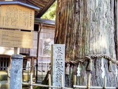 Happyさんの日枝神社の大杉の投稿写真1