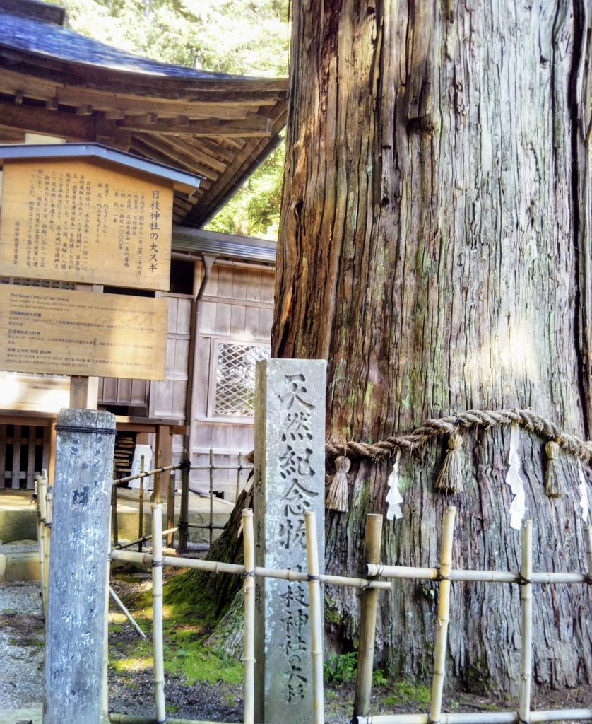 日枝神社の大杉