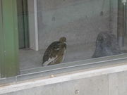 ƂՂ̑咬Rxق̓eʐ^1