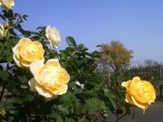 Ƃ񂳂̐_ސ쌧ԂƗ΂̂ӂꂠZ^[@ԍ؃K[f̓eʐ^3