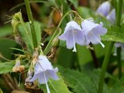 Ƃ񂳂̔R̍RA̓eʐ^3