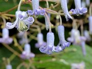 Ƃ񂳂̔R̍RA̓eʐ^9