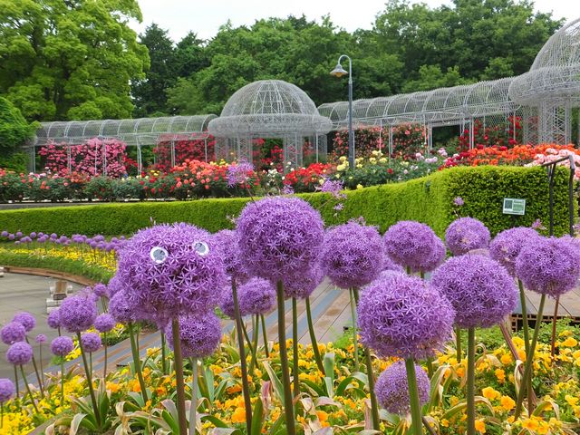 ���c���t�����[�K�[�f��