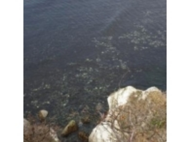 �C�����ꂢ_�G�ۖ�