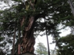 ���߂̂₳��̏��c����Ղ̃C�k�}�L�ւ̓��e�ʐ^1