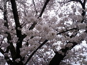 korikori̓c؂̓eʐ^1