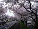 korikoriさんの鍋田川堤桜並木の投稿写真2