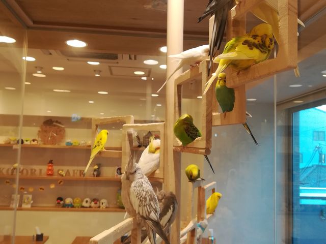 �������񂽂��́A�K���X�̌������ł̂�т�}�C�y�[�X�ł��B_���Ƃ�J�t�F�S�֋�