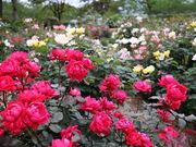 micky7777̂̂΂牀̓eʐ^3