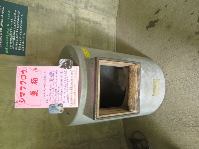 �V�}�t�N���E�̑����ɕۑS�̓w�͂����Ď��܂���_���R������