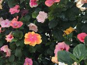 nanäɍ]nCrXJX̓eʐ^1