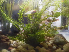 ߉ϐiȖ،ߐ{GRsj̎ʐ^1