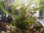 FƔL̓߉ϐiȖ،ߐ{GRsj̓eʐ^1