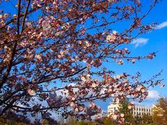 きのこさんの城山公園の桜への投稿写真1