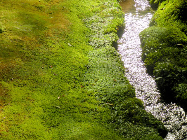 �N�����̗��ꂾ�낤��_���F��