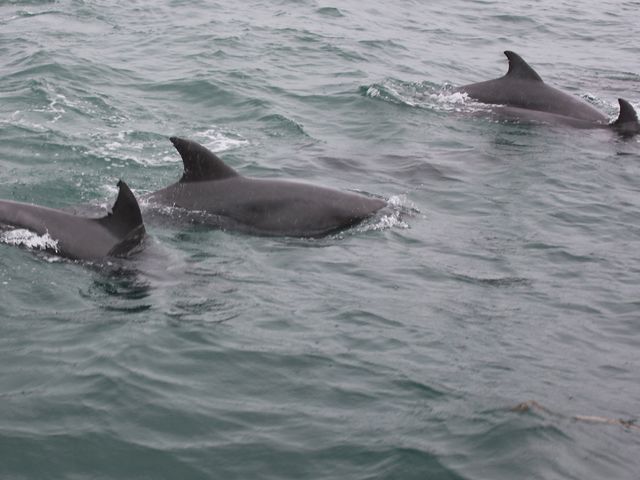 10��16��_�V���ό��C���J�E�H�b�`���O �h���t�B���N���[�Y