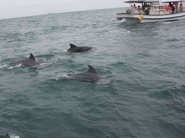 10��16��_�V���ό��C���J�E�H�b�`���O �h���t�B���N���[�Y