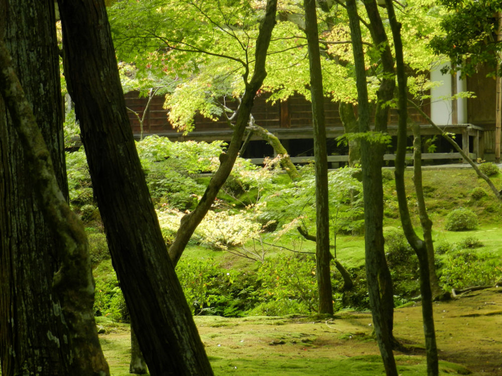 全国 緑の絶景スポット28選 自然豊かな日本ならでは 緑の世界 で