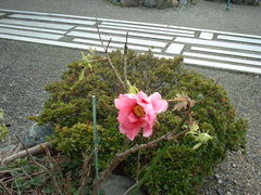 花ちゃんさんの総持寺のボタンの投稿写真2