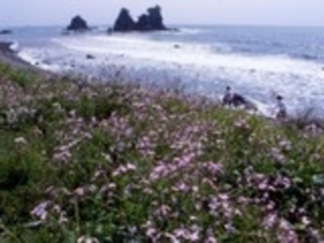 ���ꂢ_�^���C���V����