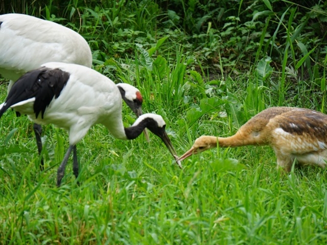 qi邱Ƃł܂_OߎR