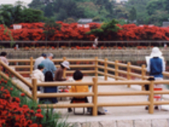 ������������̒����V���{�i�������r�j�̃L���V�}�c�c�W�ւ̓��e�ʐ^1