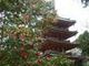 すえっこさんの海住山寺五重塔への投稿写真4