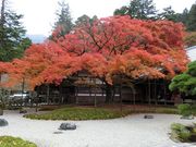 ނ炳񂳂̗R@߉@̓eʐ^4